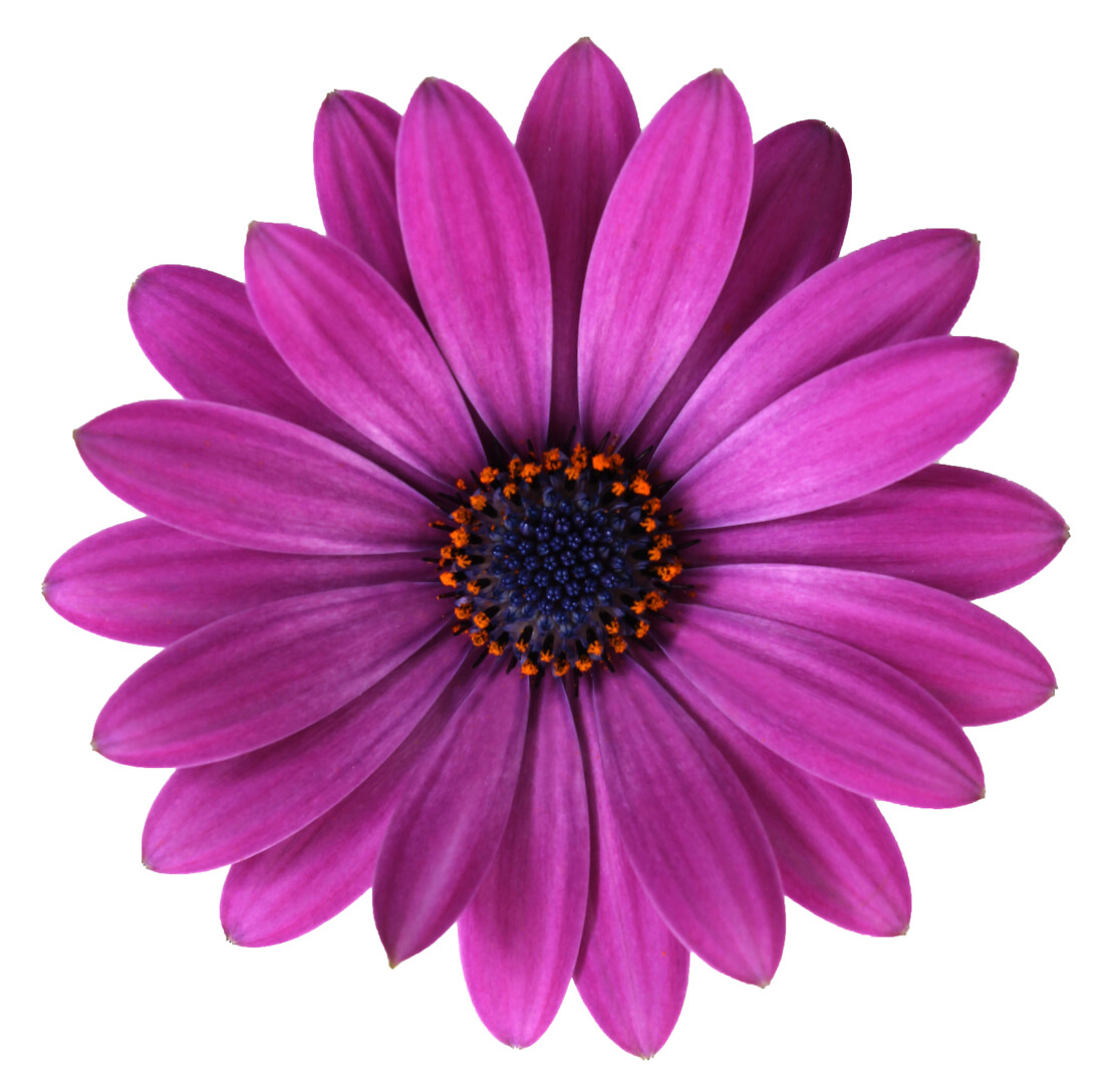 Osteospermum ecklonis Señorita® Carla