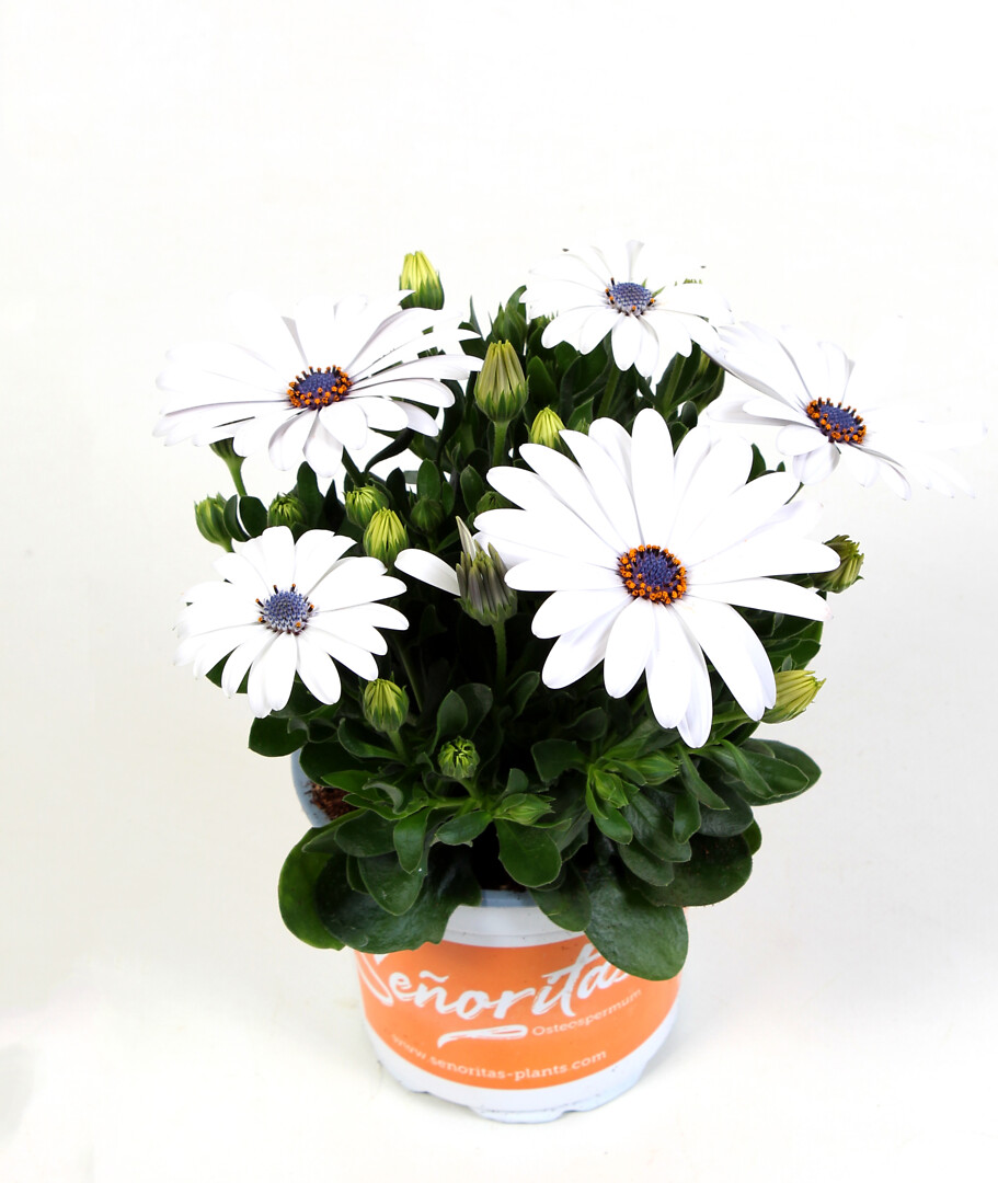 Osteospermum ecklonis Señorita® Christina