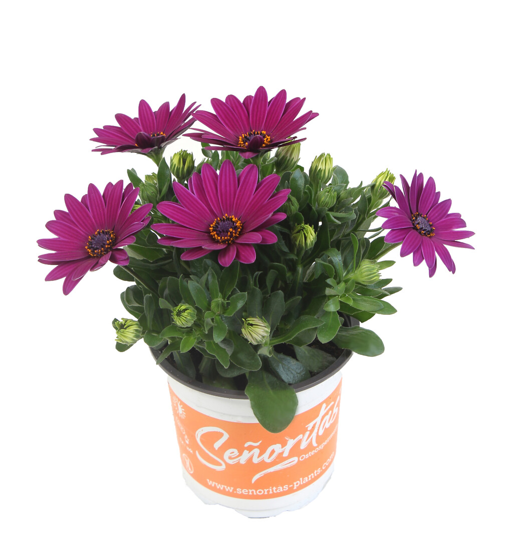 Osteospermum ecklonis Señorita® Jutta