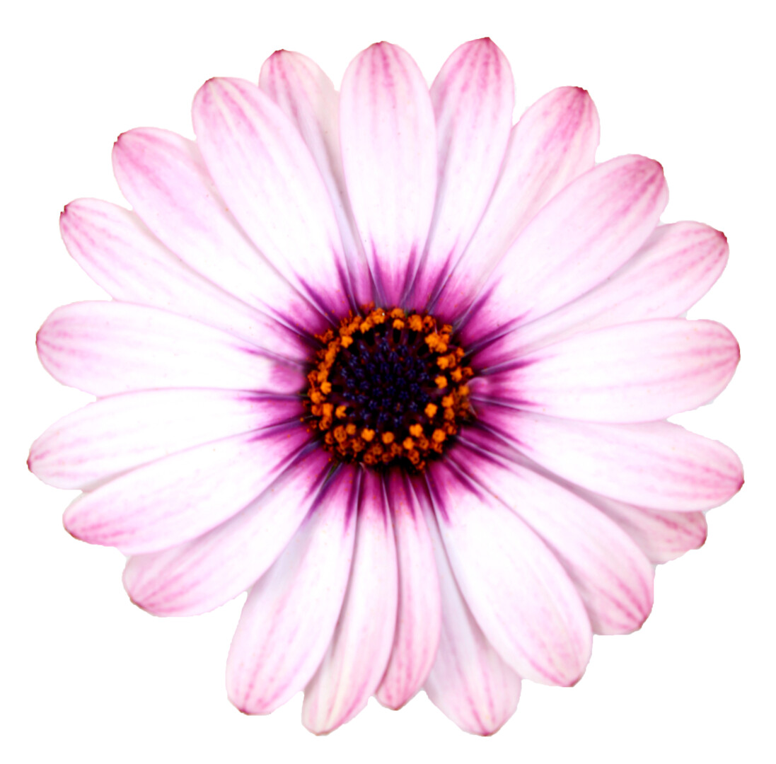 Osteospermum ecklonis Señorita® Quinty