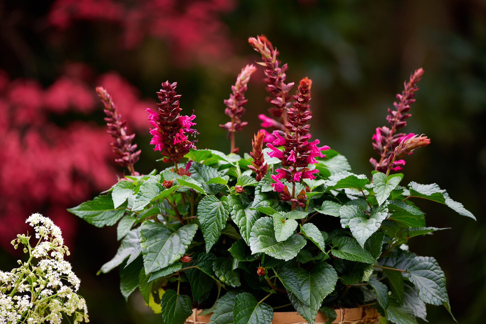 Salvia hybrid Salgoon® Lake Flamingo