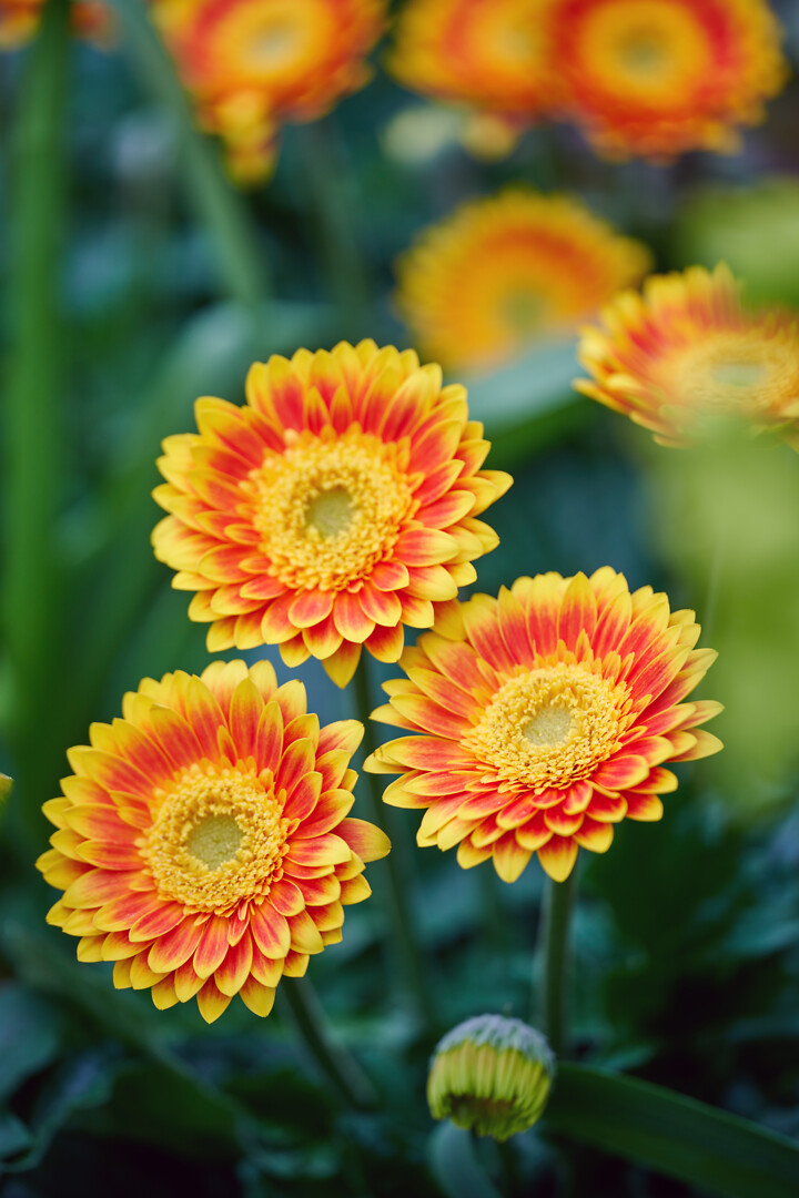 Gerbera hybrid Garvinea® Sweet Blaze