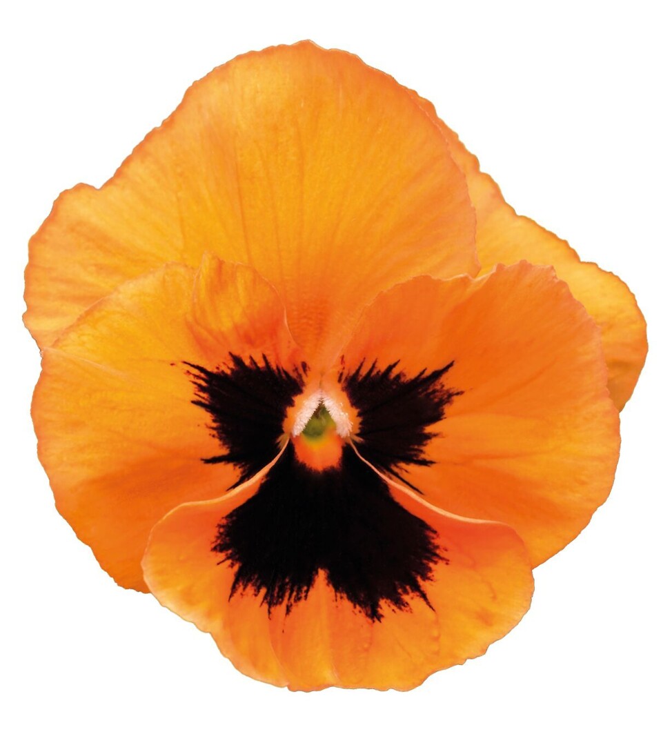 Viola wittrockiana Delta® Orange With Blotch