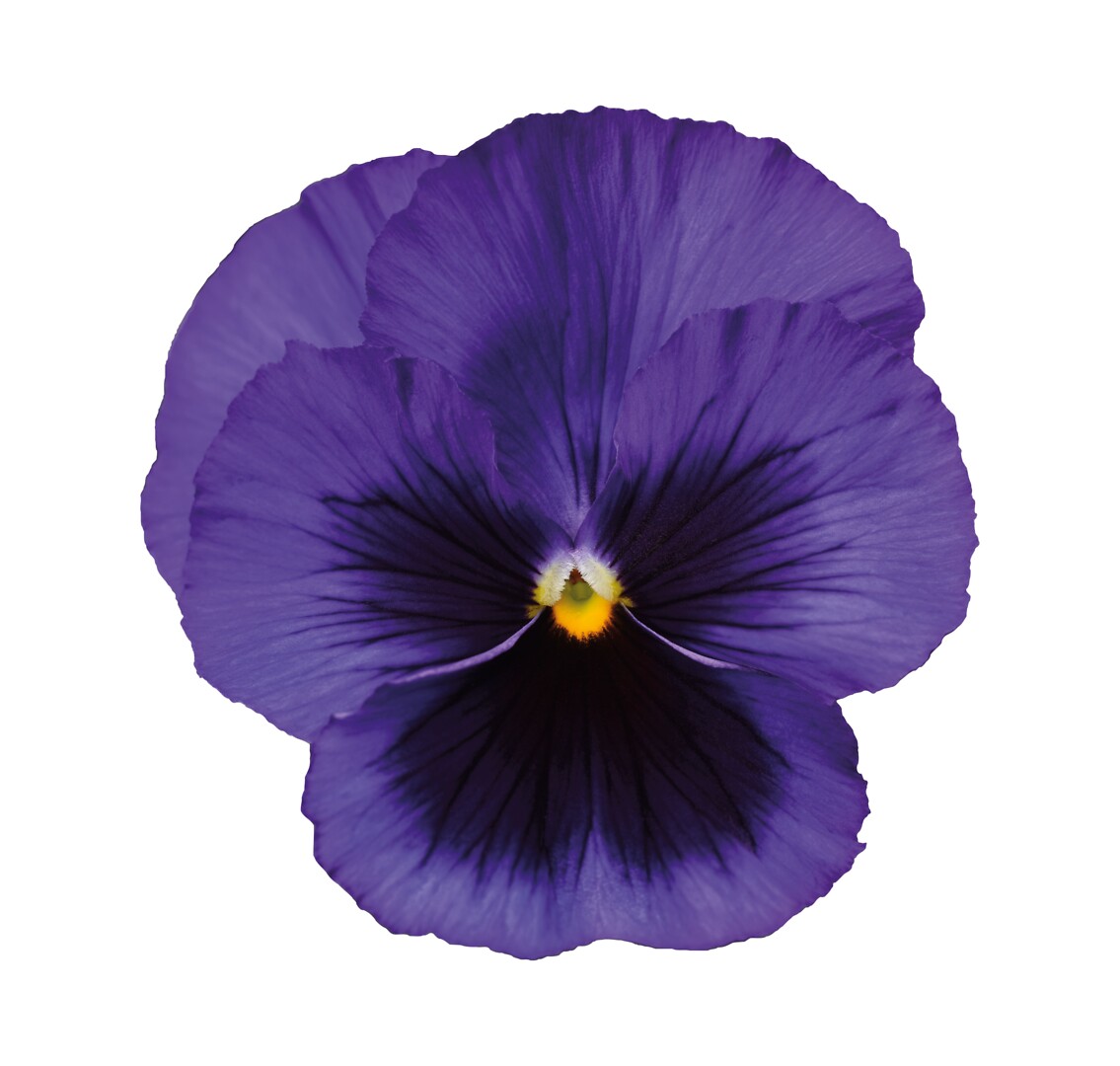 Viola wittrockiana Delta® Pro Deep Blue With Blotch