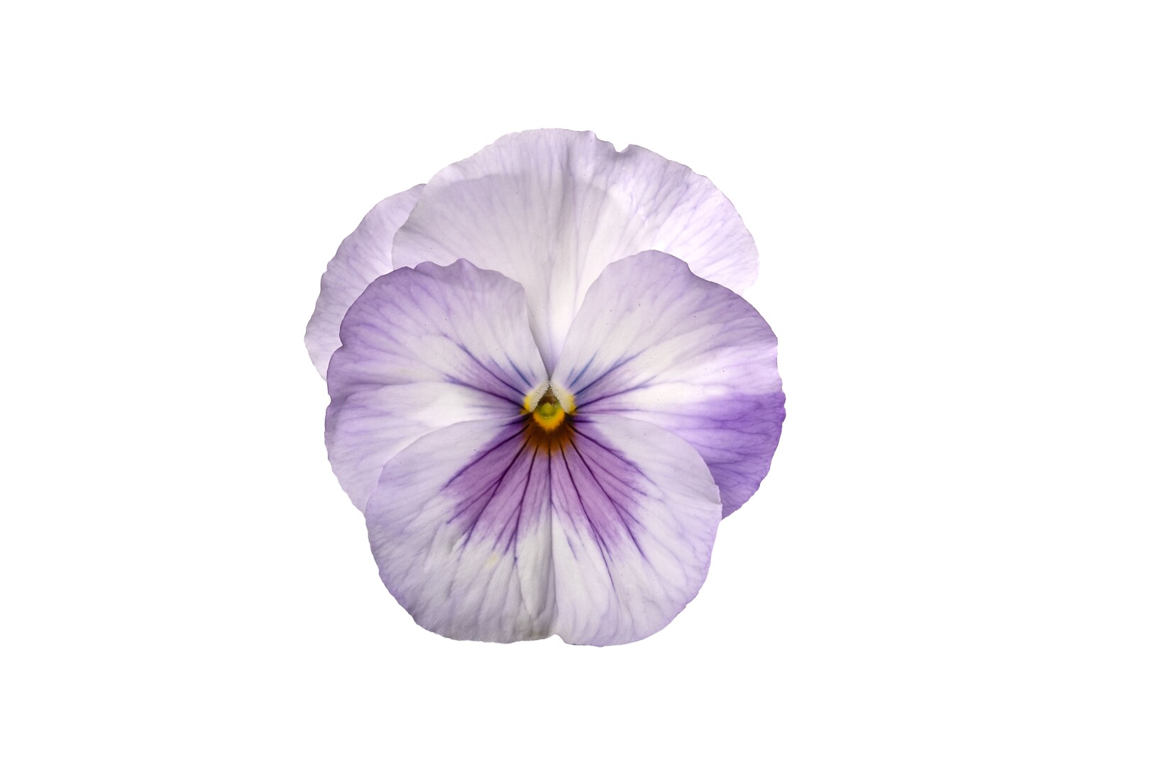 Viola wittrockiana Delta® Pro Lavender Blue Shades