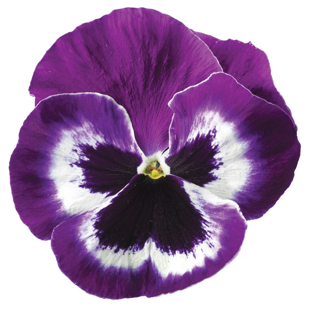 Viola wittrockiana Delta® Pro Violet & White