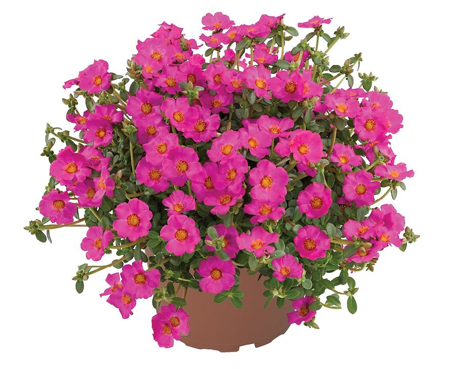 Portulaca umbraticola Chiqui Purple