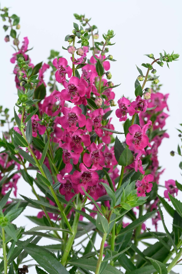 Angelonia angustifolia Alonia™ Big Cherry