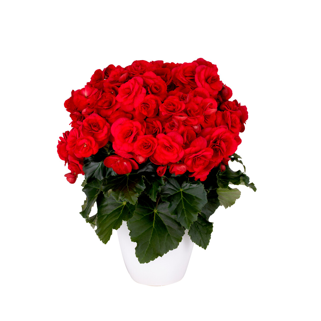 Begonia elatior hybrid Halo®