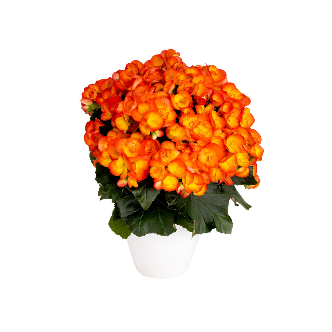 Begonia elatior Rana®