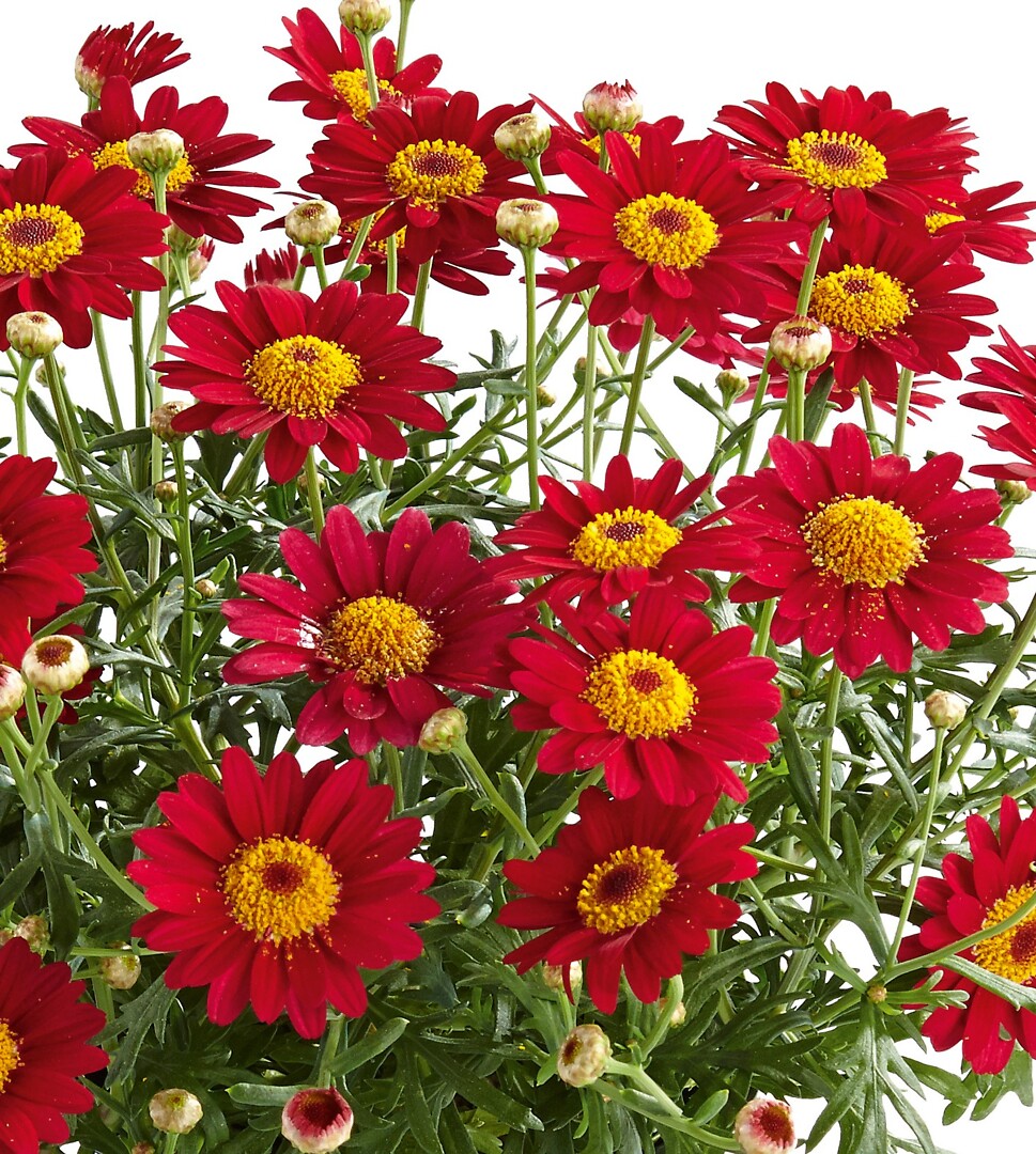 Argyranthemum frutescens Percussion® Wine Red