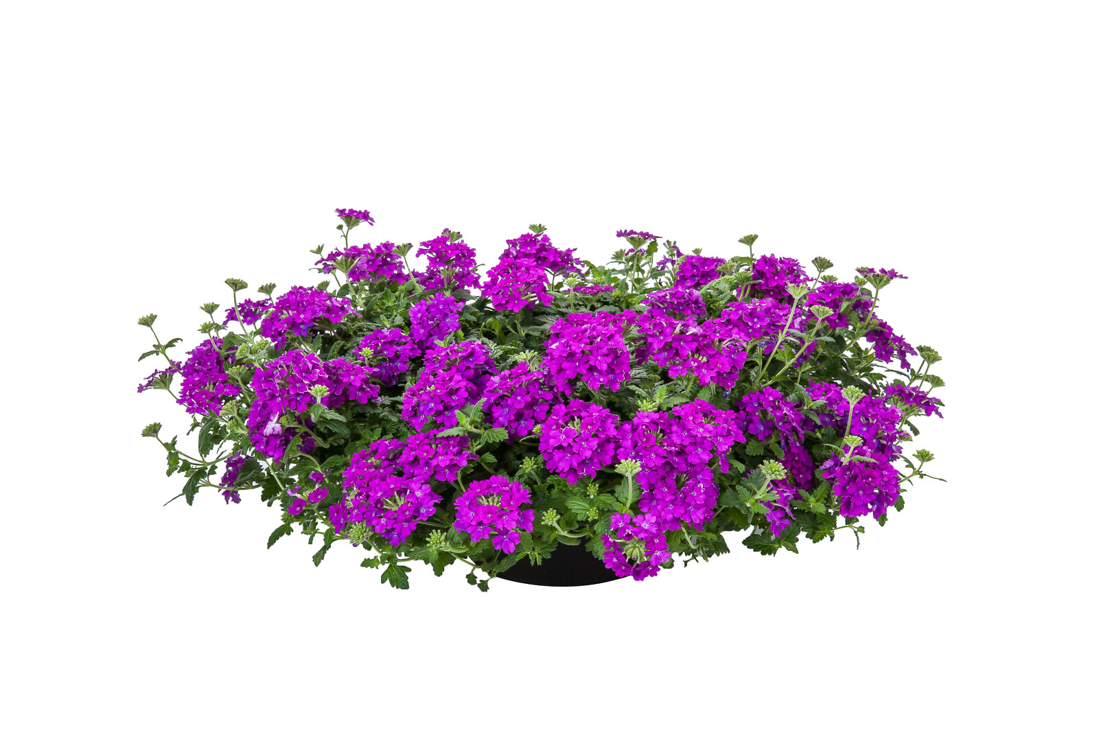 Verbena hybrida Lanai® Purple