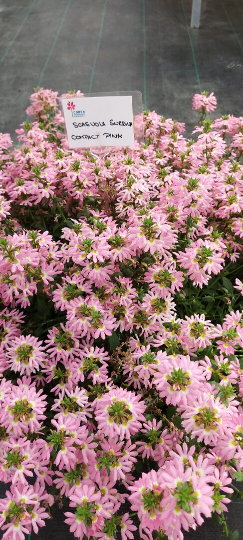Scaevola aemula Surdiva® Pink Compact