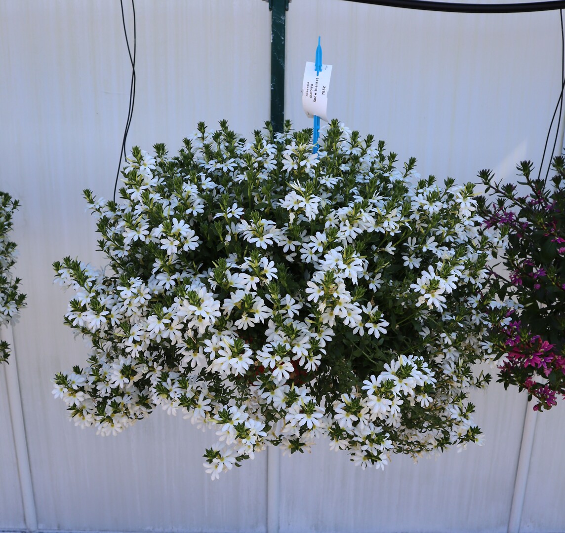 Scaevola aemula Surdiva® Snow Blanket