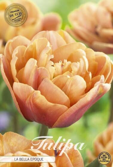 Tulipa Double Late La Bella Epoque