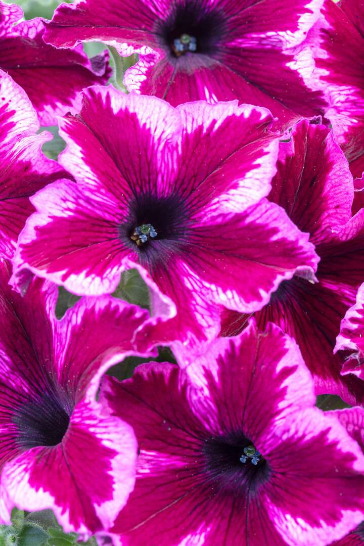 Petunia hybrid Crazytunia® Cosmic Pink