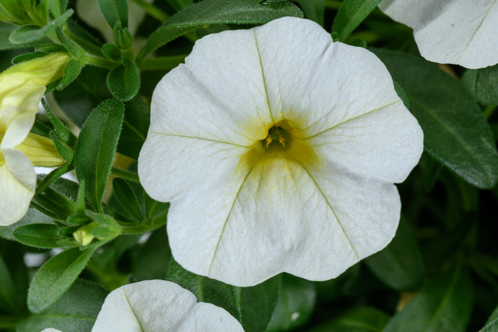 Calibrachoa Cabrio Blizzard
