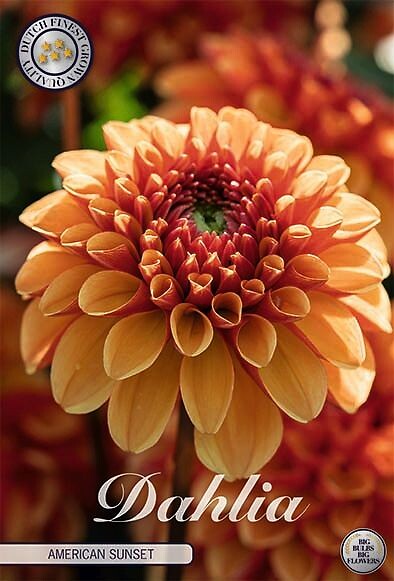 Dahlia American Sunset