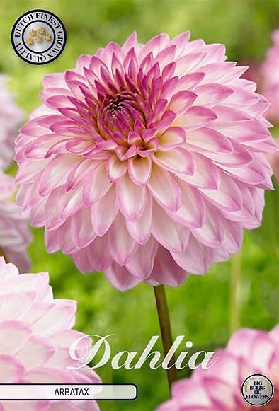 Dahlia Arbatax