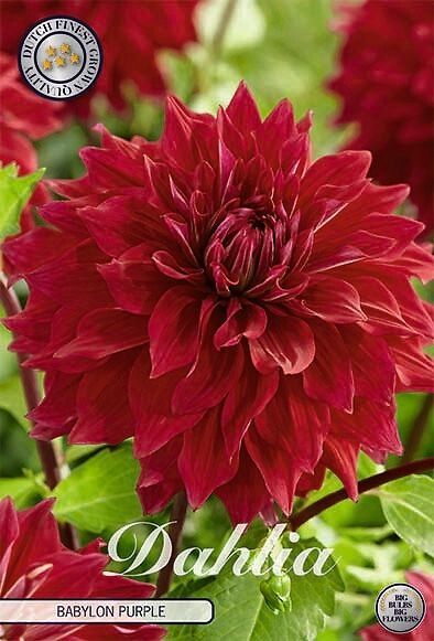 Dahlia Babylon Purple