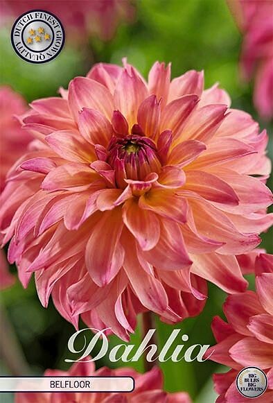 Dahlia Belfloor
