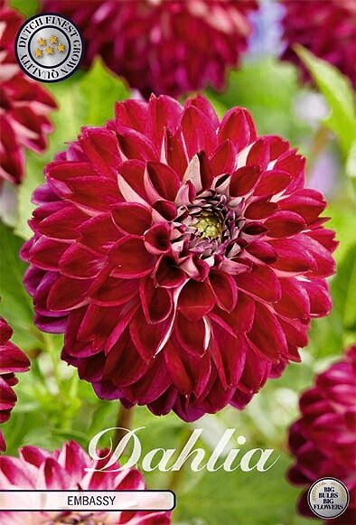Dahlia Embassy