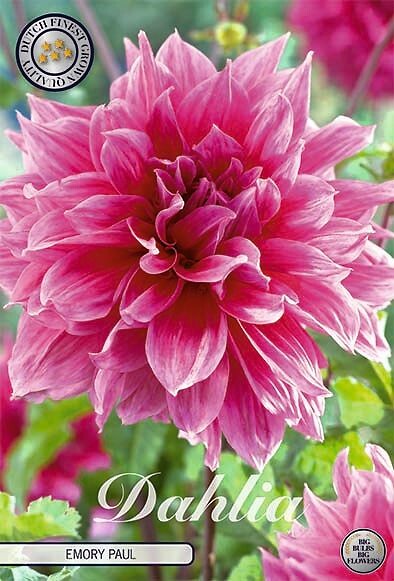Dahlia Emory Paul