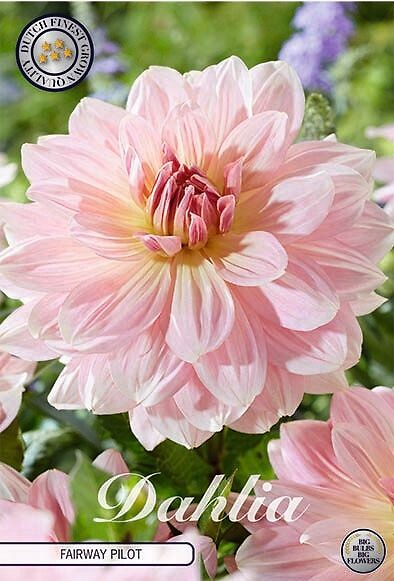 Dahlia Fairway Pilot