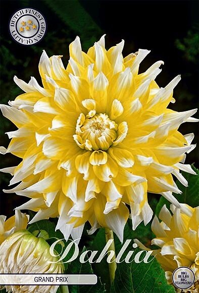 Dahlia Grand Prix