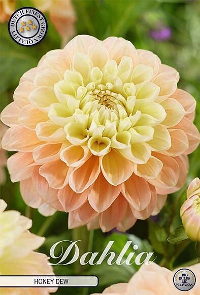 Dahlia Honey Dew