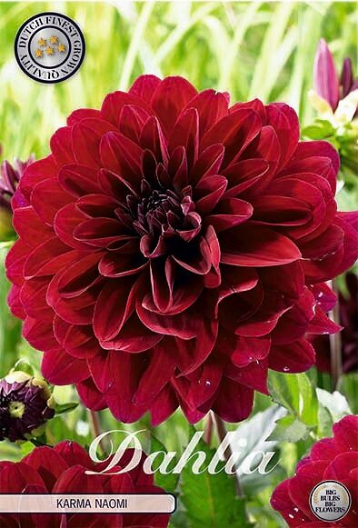 Dahlia Karma Naomi