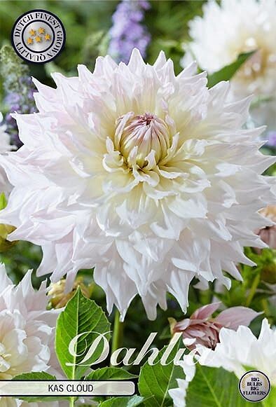 Dahlia Kas Cloud