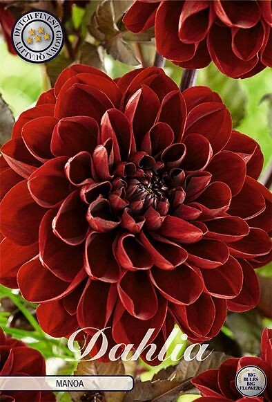 Dahlia Manoa