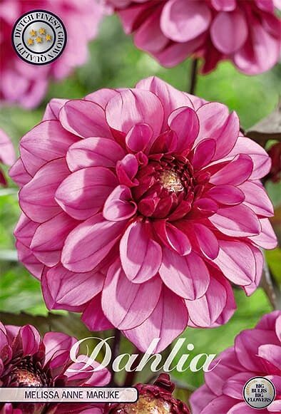 Dahlia Melissa Anne Marijke