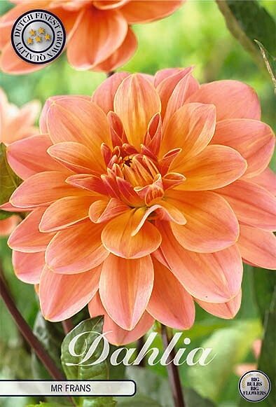 Dahlia Mister Frans
