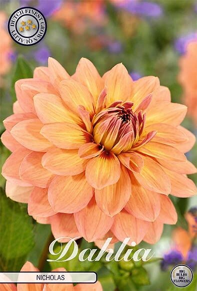 Dahlia Nicholas