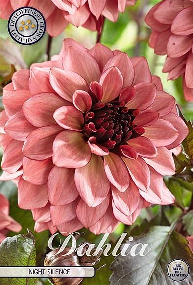 Dahlia Night Silence