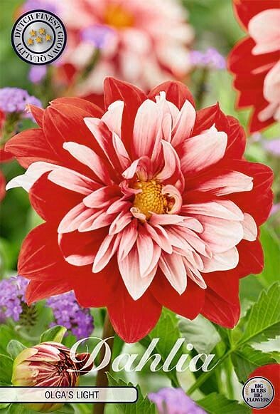 Dahlia Olga's Light