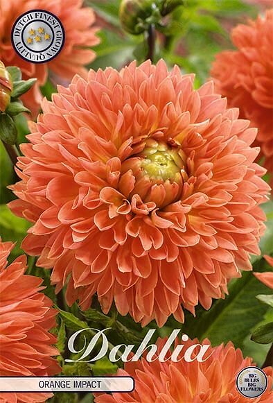 Dahlia Orange Impact