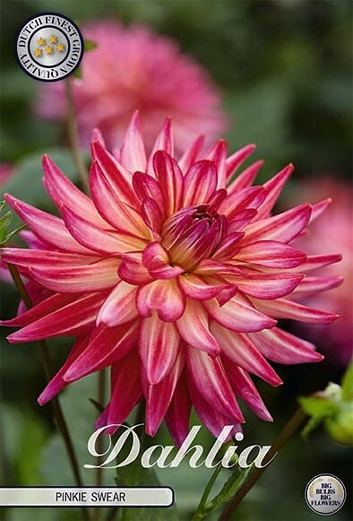 Dahlia Pinkie Swear