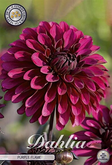 Dahlia Purple Flame