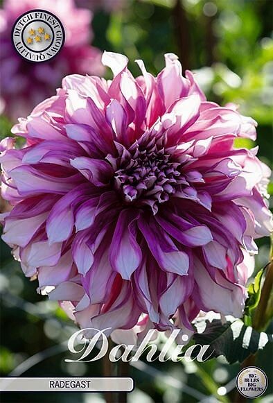 Dahlia Radegast