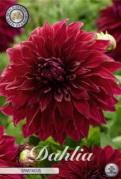 Dahlia Spartacus