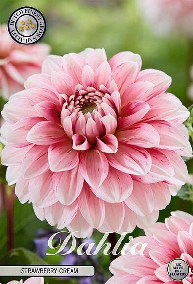 Dahlia Strawberry Cream