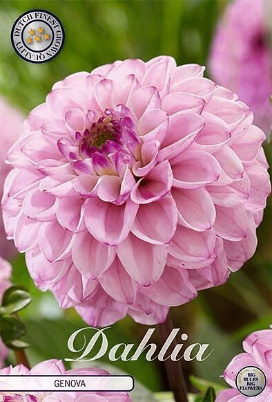 Dahlia Genova