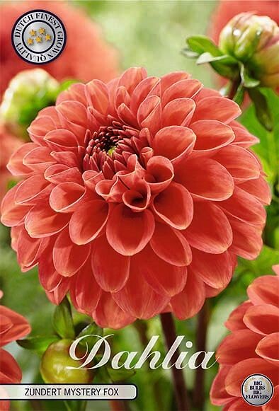 Dahlia Zundert Mystery Fox