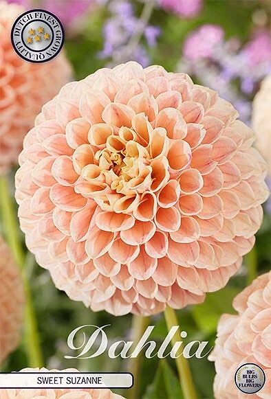 Dahlia Sweet Suzanne