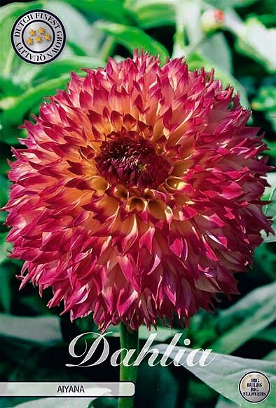 Dahlia Aiyana