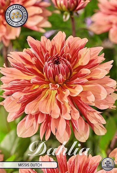 Dahlia Missis Dutch
