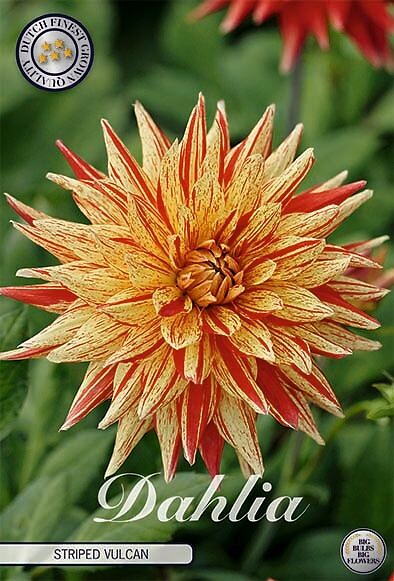 Dahlia Striped Vulcan